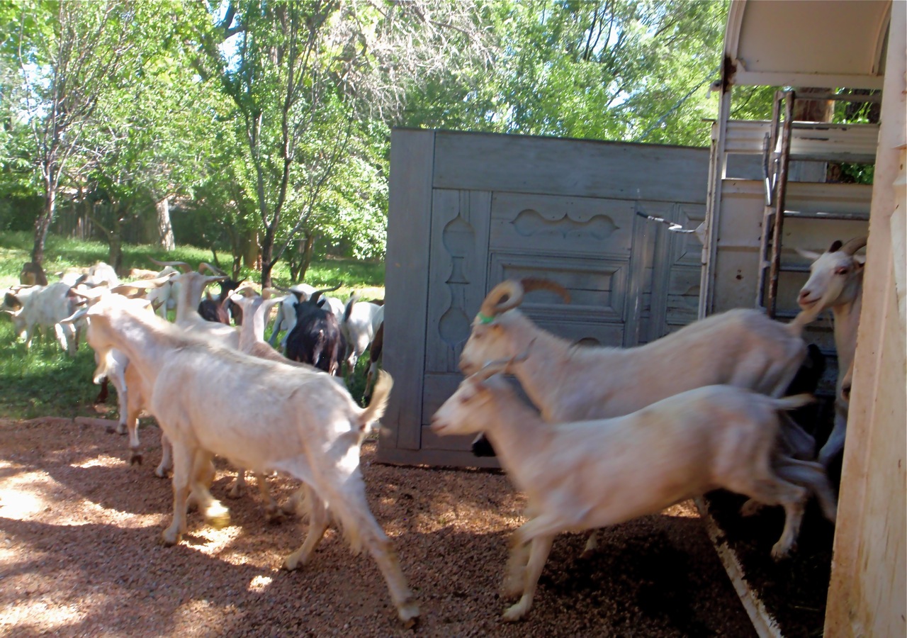 USACE Goatscaping project 2007-2010